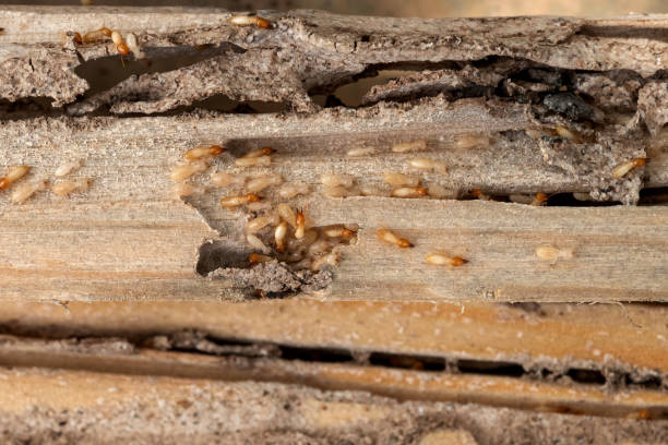 Pest Control for Restaurants in Bondurant, IA