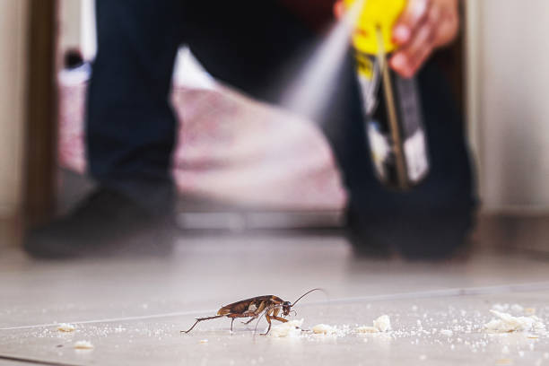 Flea Control Services in Bondurant, IA